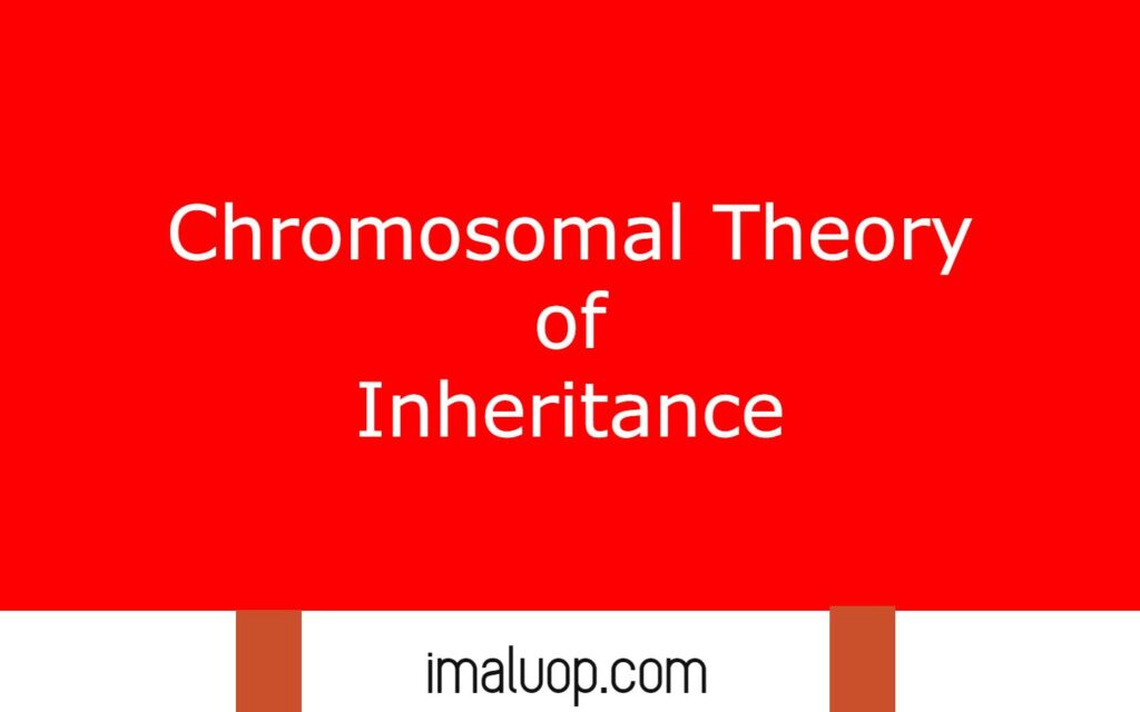 Chromosomal Theory of Inheritance