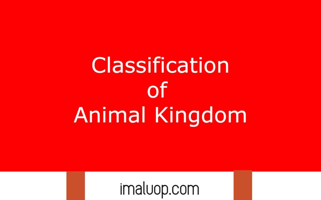 Classification of Animal Kingdom - Imaluop - IMALUOP