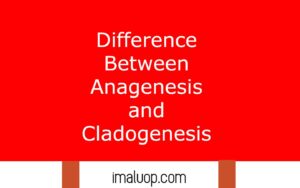 Difference Between Anagenesis and Cladogenesis - Imaluop - IMALUOP