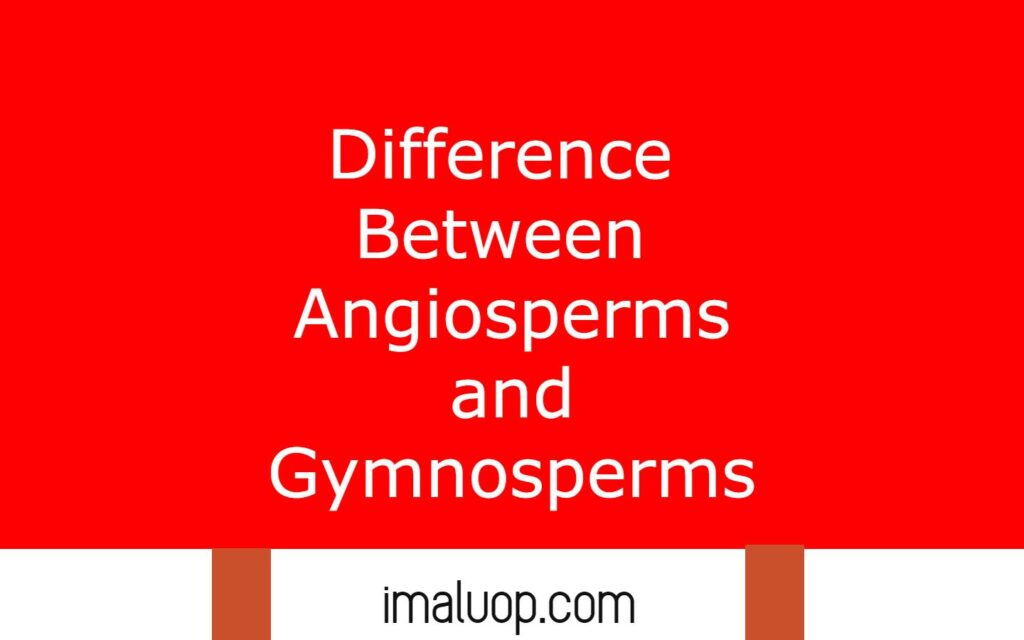 Differences Between Angiosperms and Gymnosperms