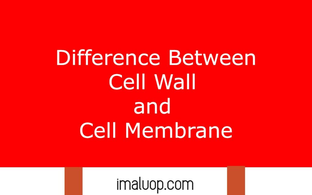 Differences Between Cell Wall and Cell Membrane