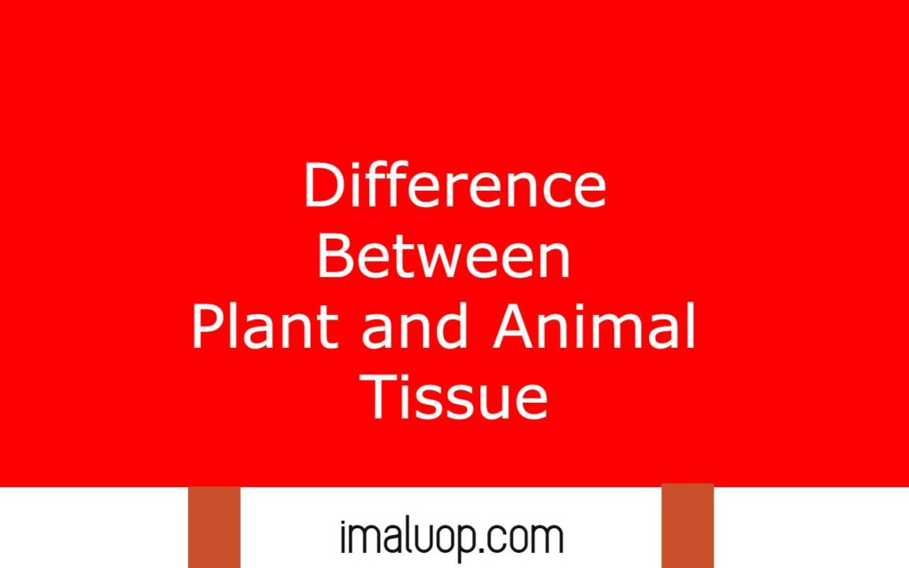 Difference Between Plant and Animal Tissues