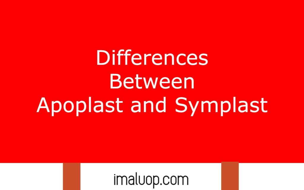 Differences Between Apoplast and Symplast