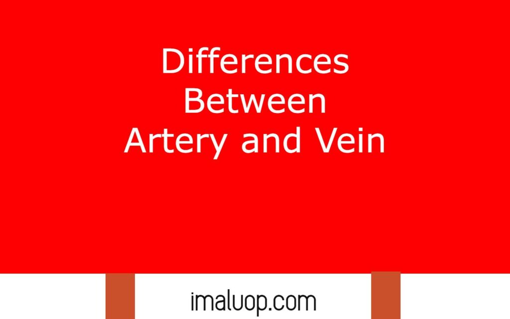 Differences Between Artery and Vein