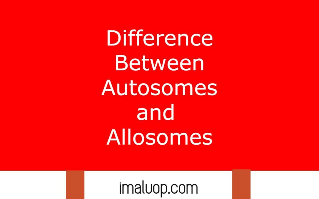 Differences Between Autosomes and Allosomes