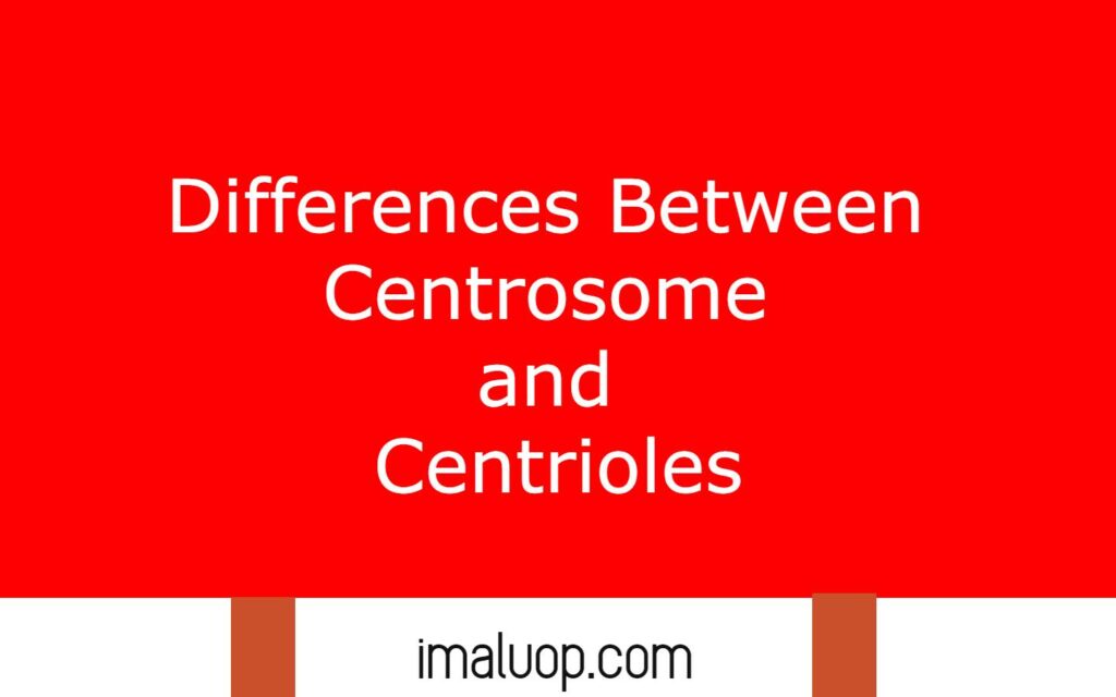 Differences Between Centrosome and Centrioles
