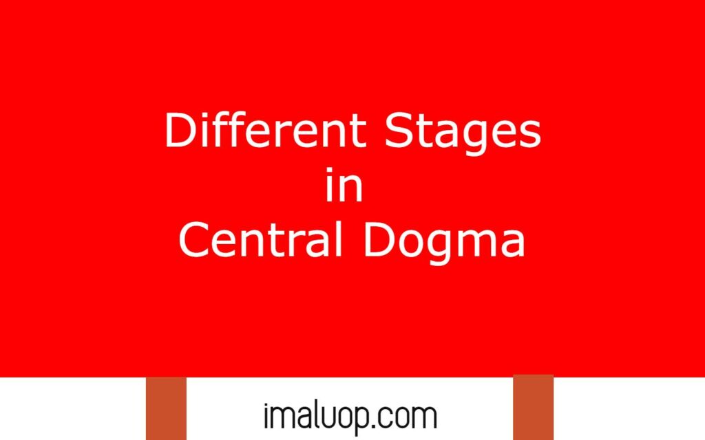 Different Stages in Central Dogma