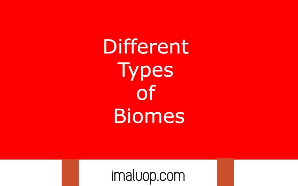 Different Types of Biomes