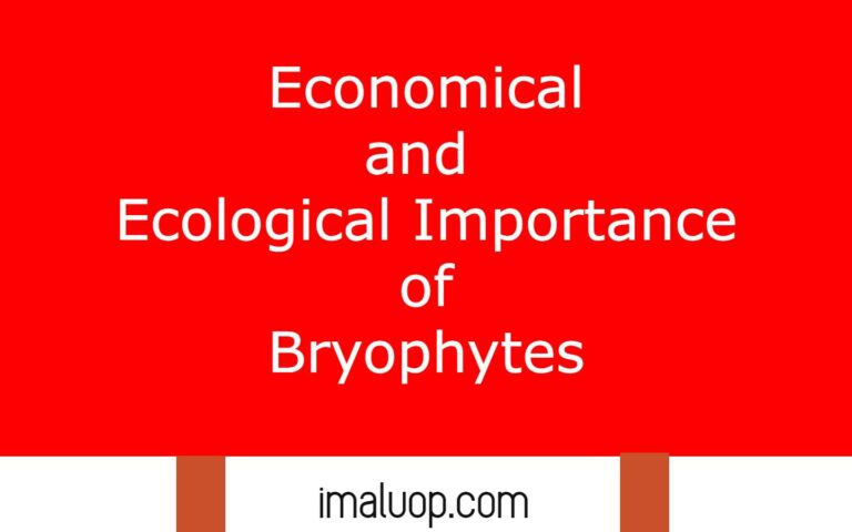 economical-and-ecological-importance-of-bryophytes-imaluop-imaluop