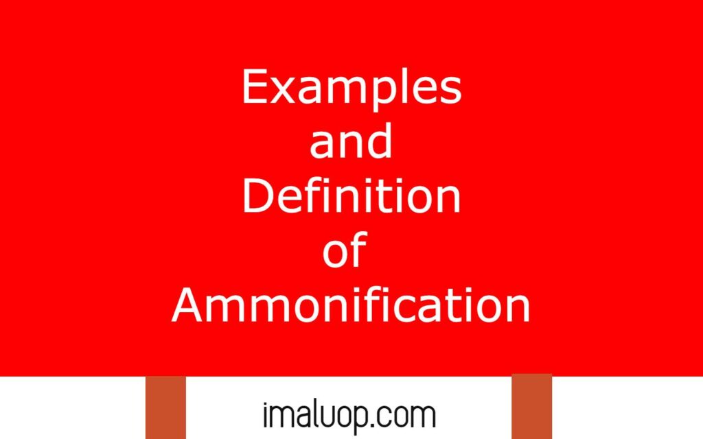 Examples and Definition of Ammonification