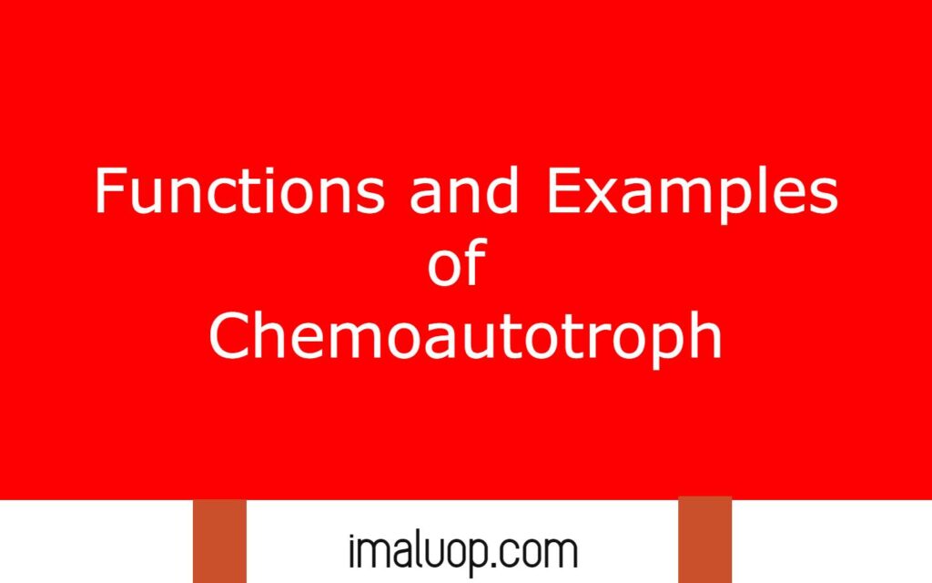 Functions and Examples of Chemoautotroph