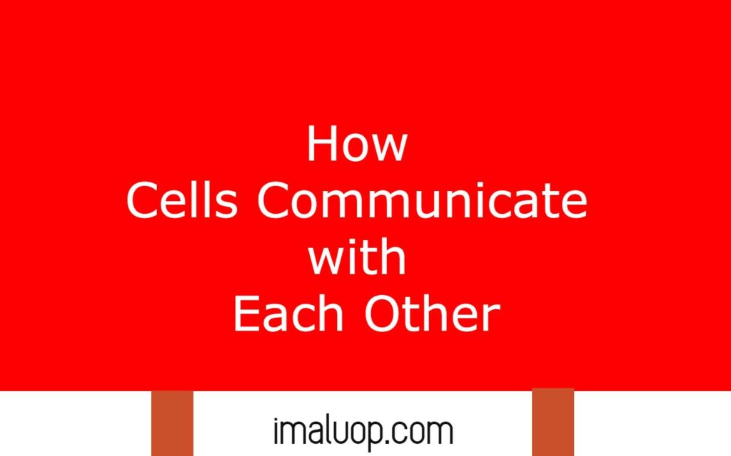 How Cells Communicate with Each Other