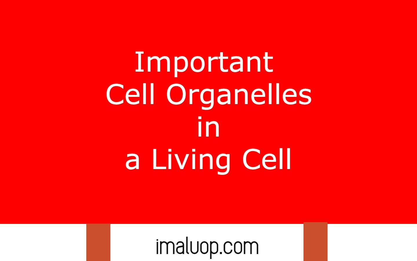 Important Cell Organelles in a Living Cell
