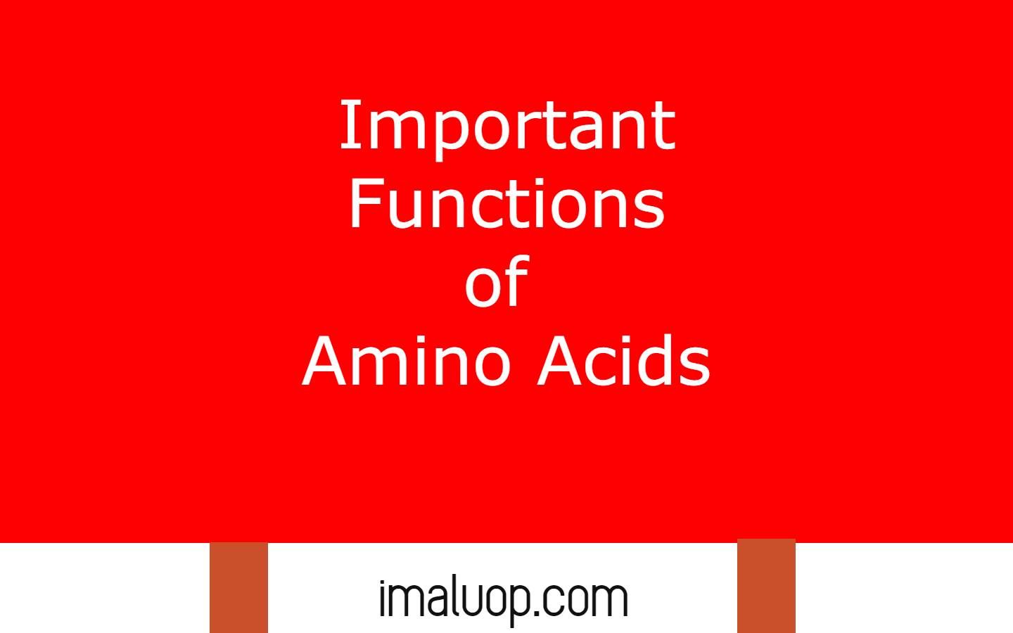 Important Functions of Amino Acids