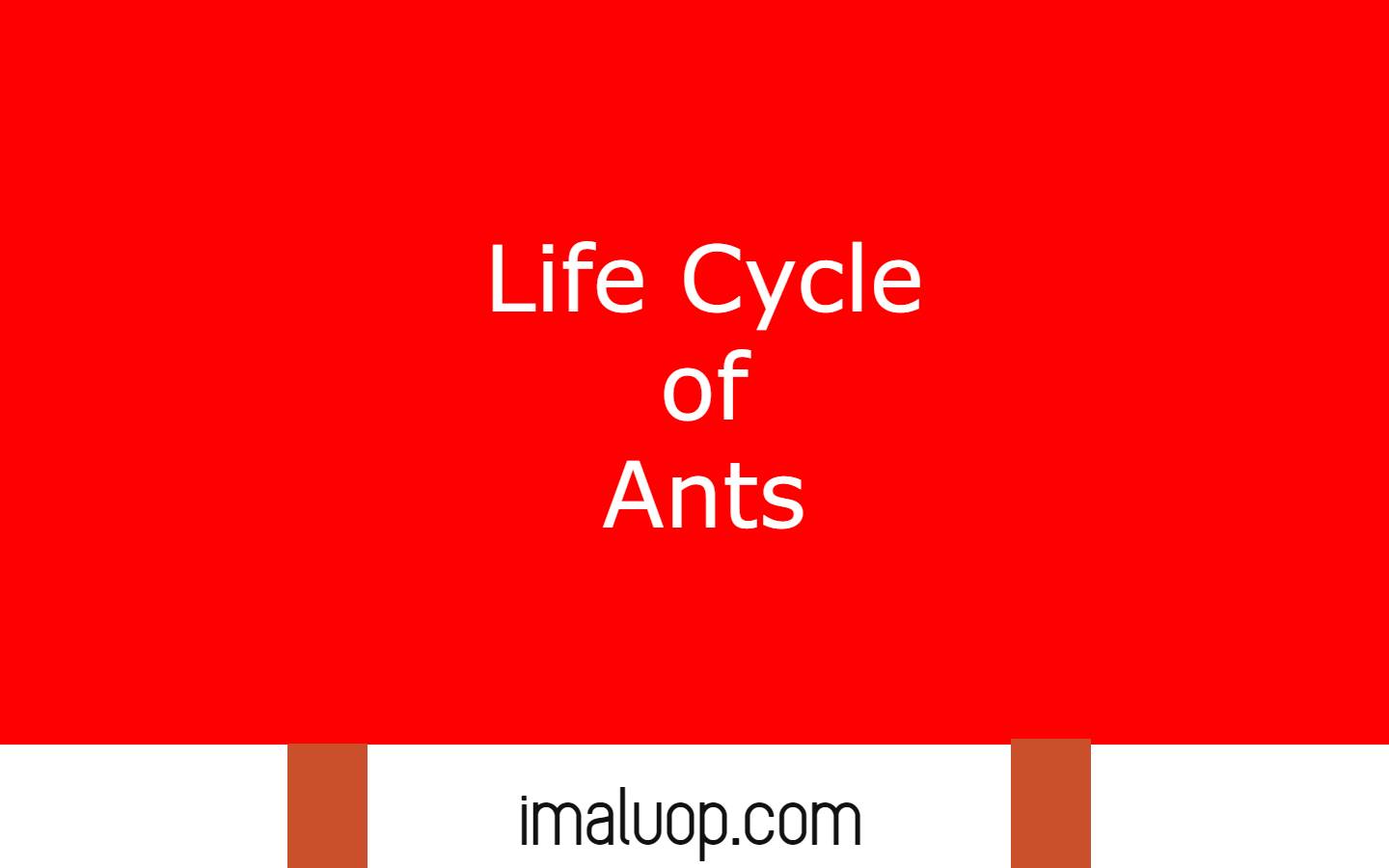 Life Cycle of Ants