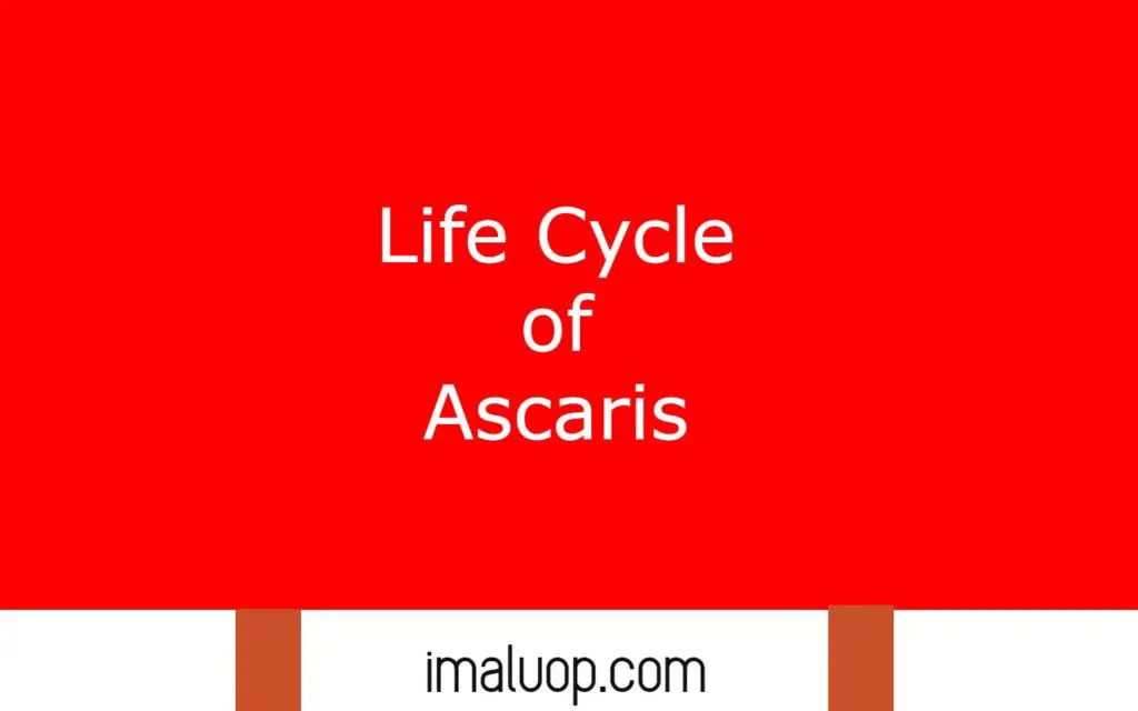Life Cycle of Ascaris