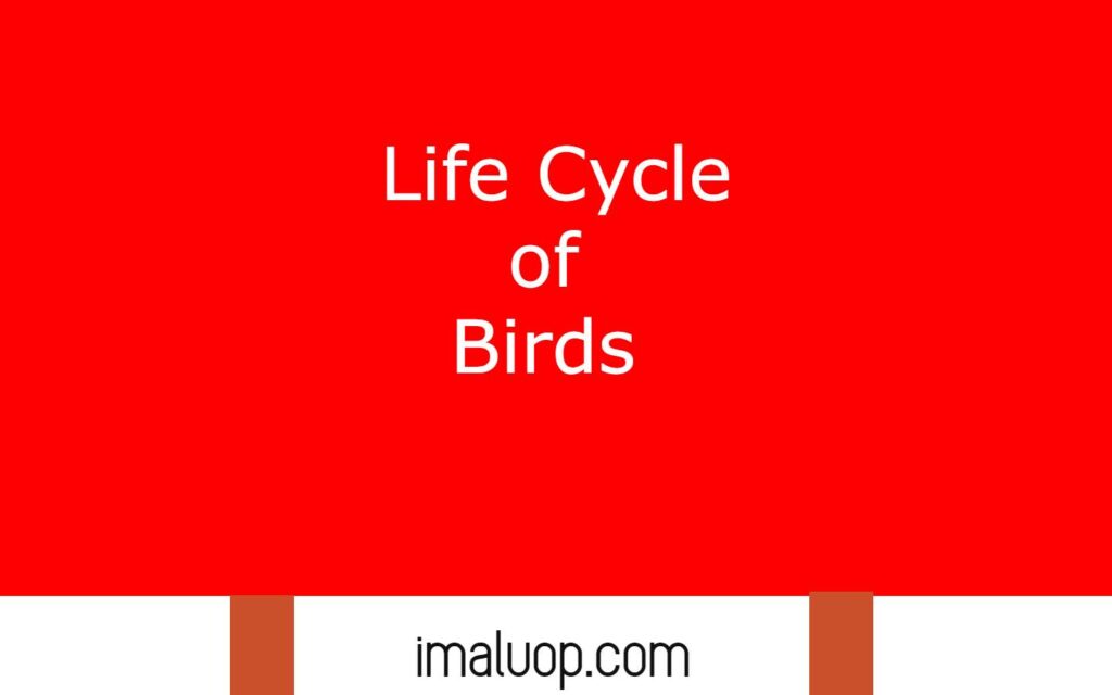 Life Cycle of Birds 