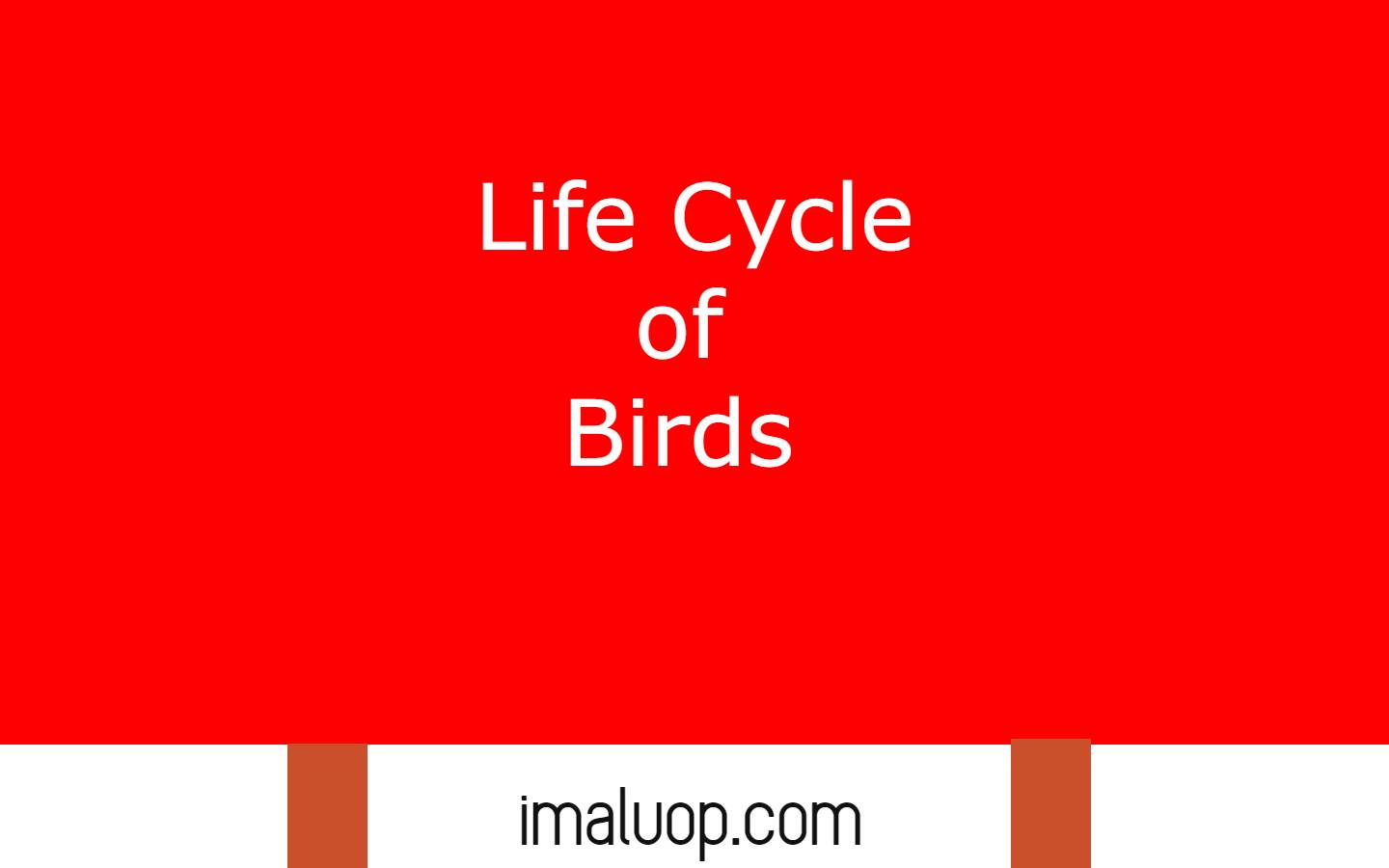 Life Cycle of Birds