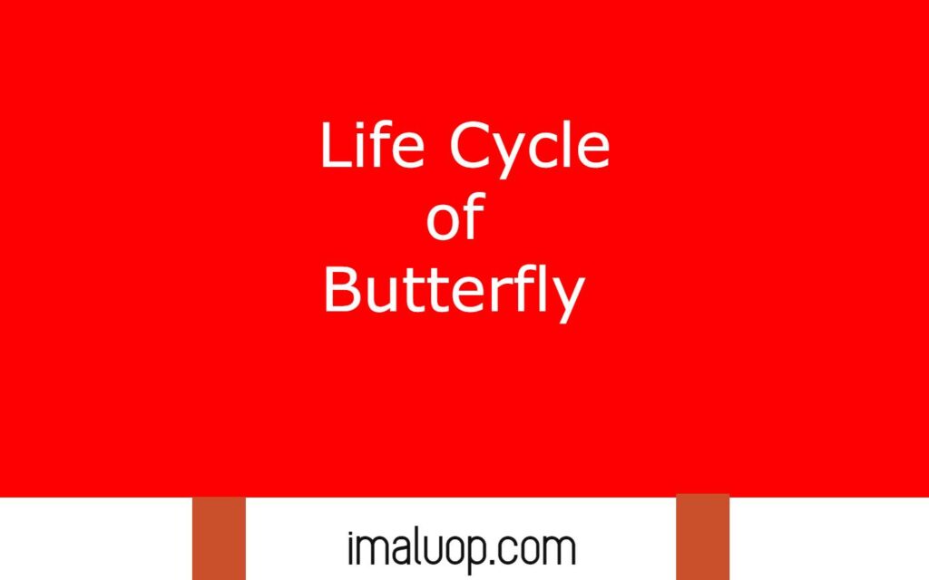 Life Cycle of Butterfly 