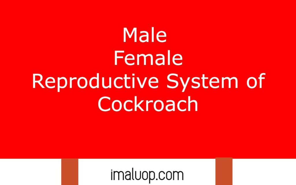 Male Female Reproductive System of Cockroach