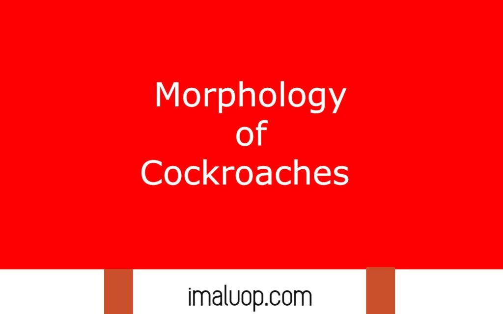 Morphology of Cockroach