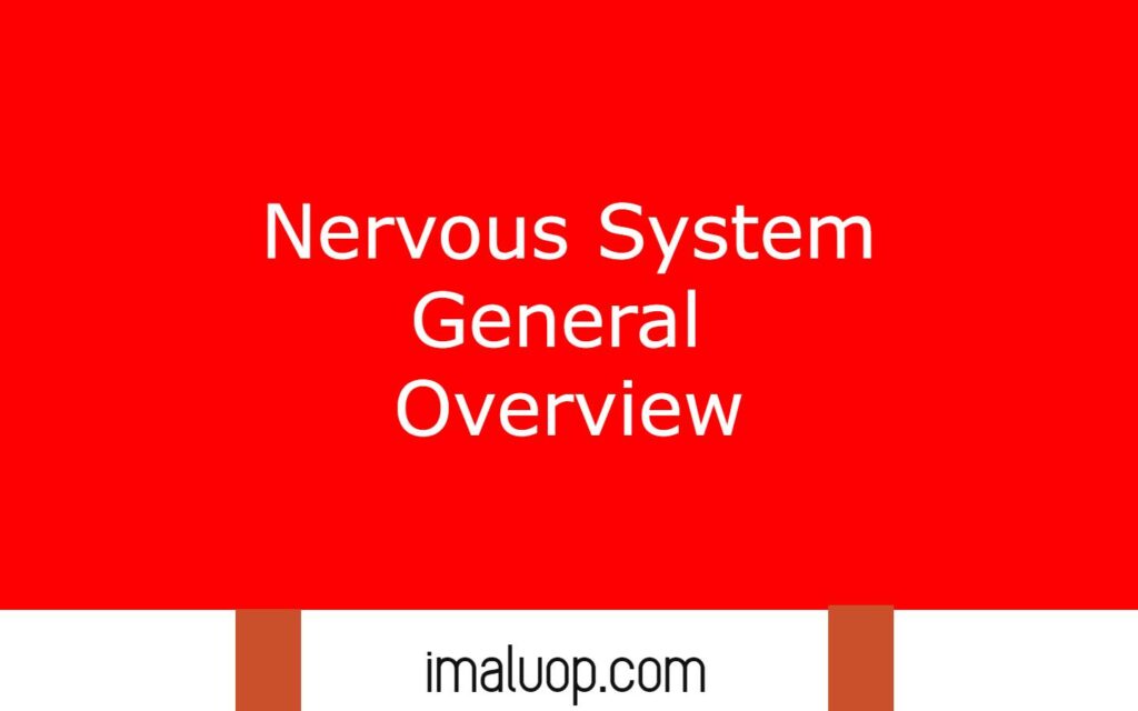 Nervous System General Overview