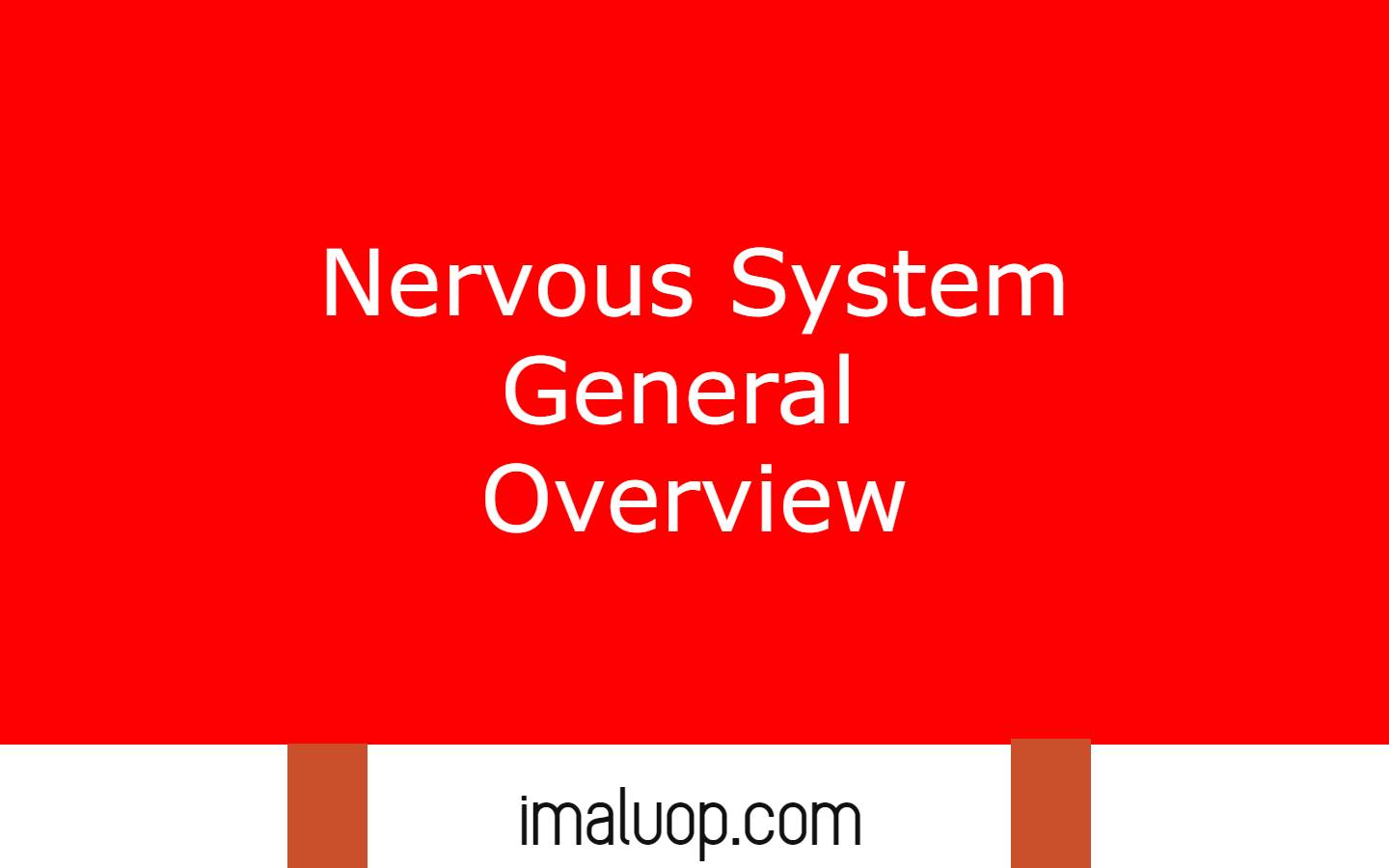 Nervous System General Overview