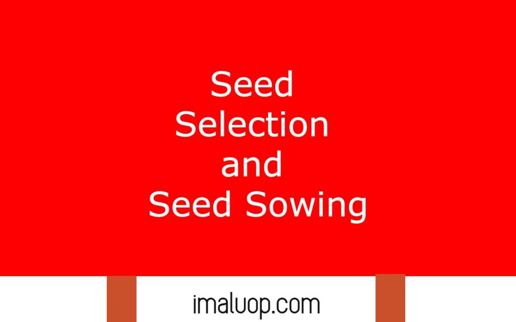 Seed Selection and Seed Sowing