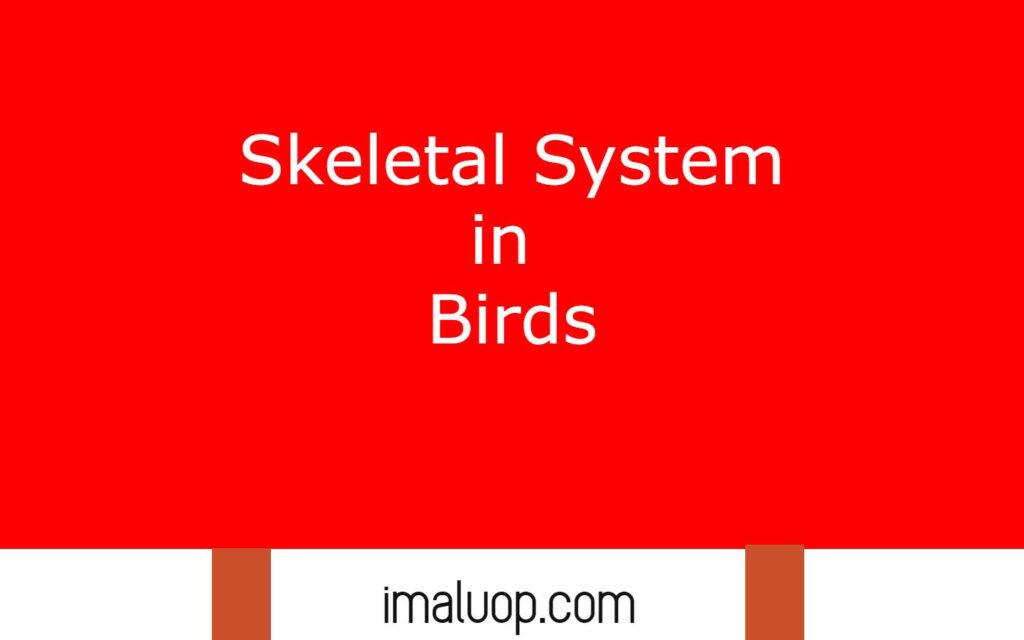 Skeletal System in Birds