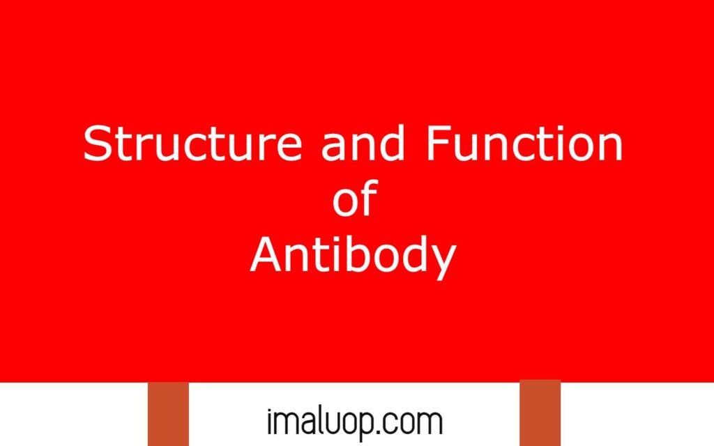 Structure and Function of Antibody 