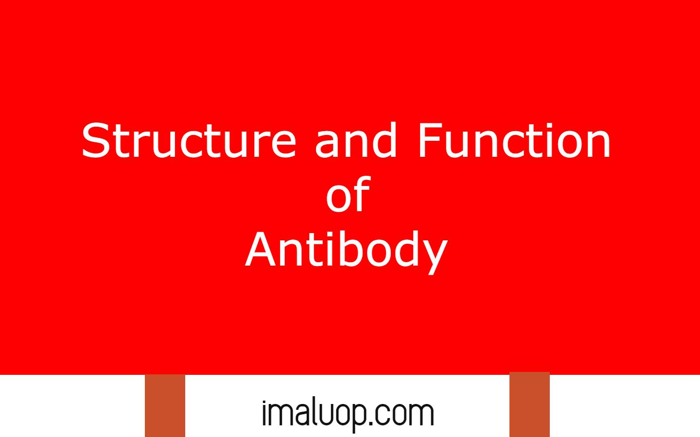 Structure and Function of Antibody