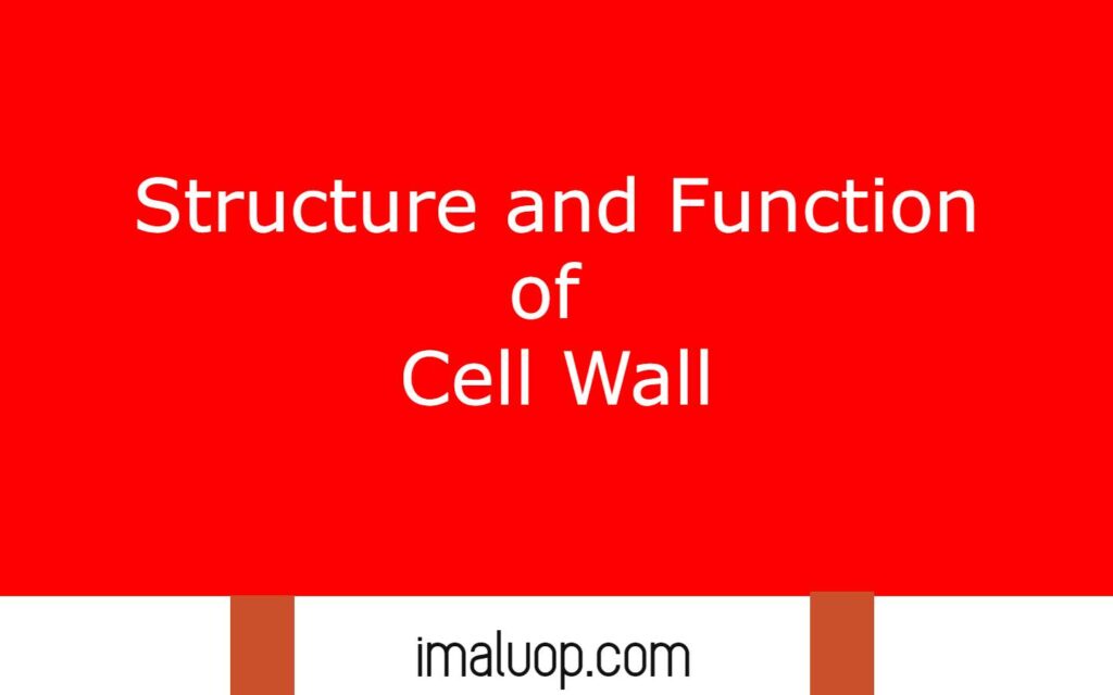 Structure and Function of Cell Wall