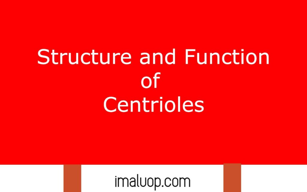 Structure and Function of Centrioles