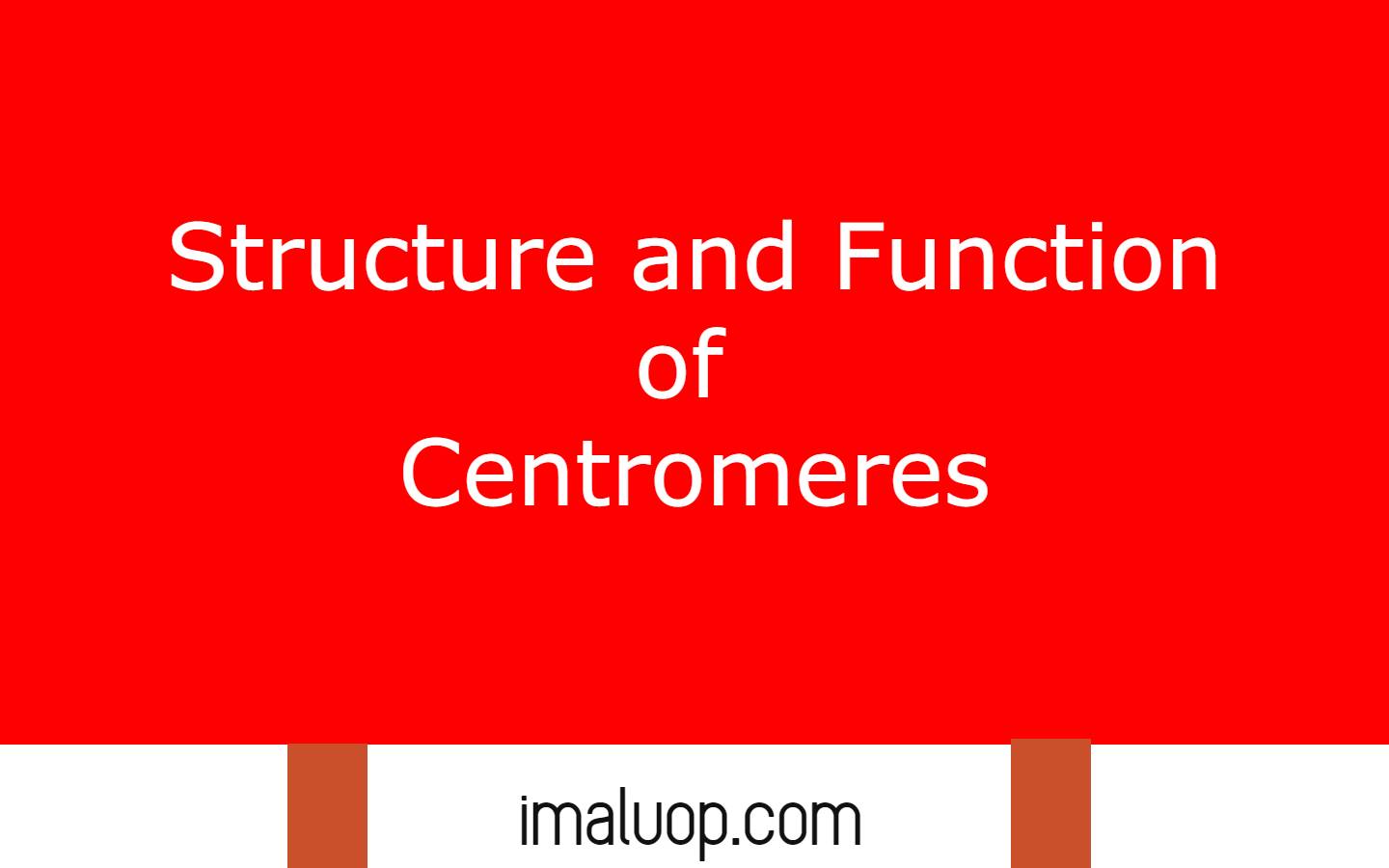 Structure and Function of Centromeres