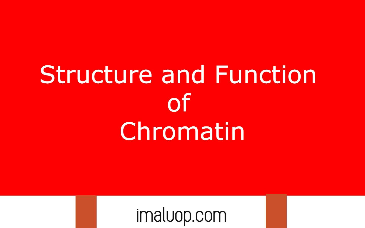 Structure and Function of Chromatin