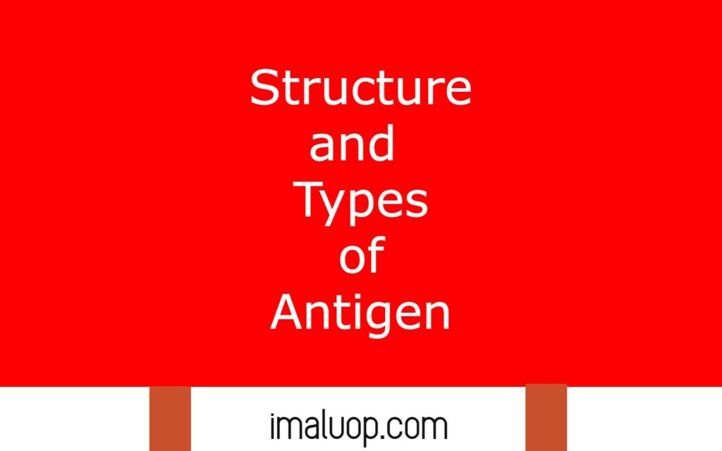 Structure and Types of Antigen