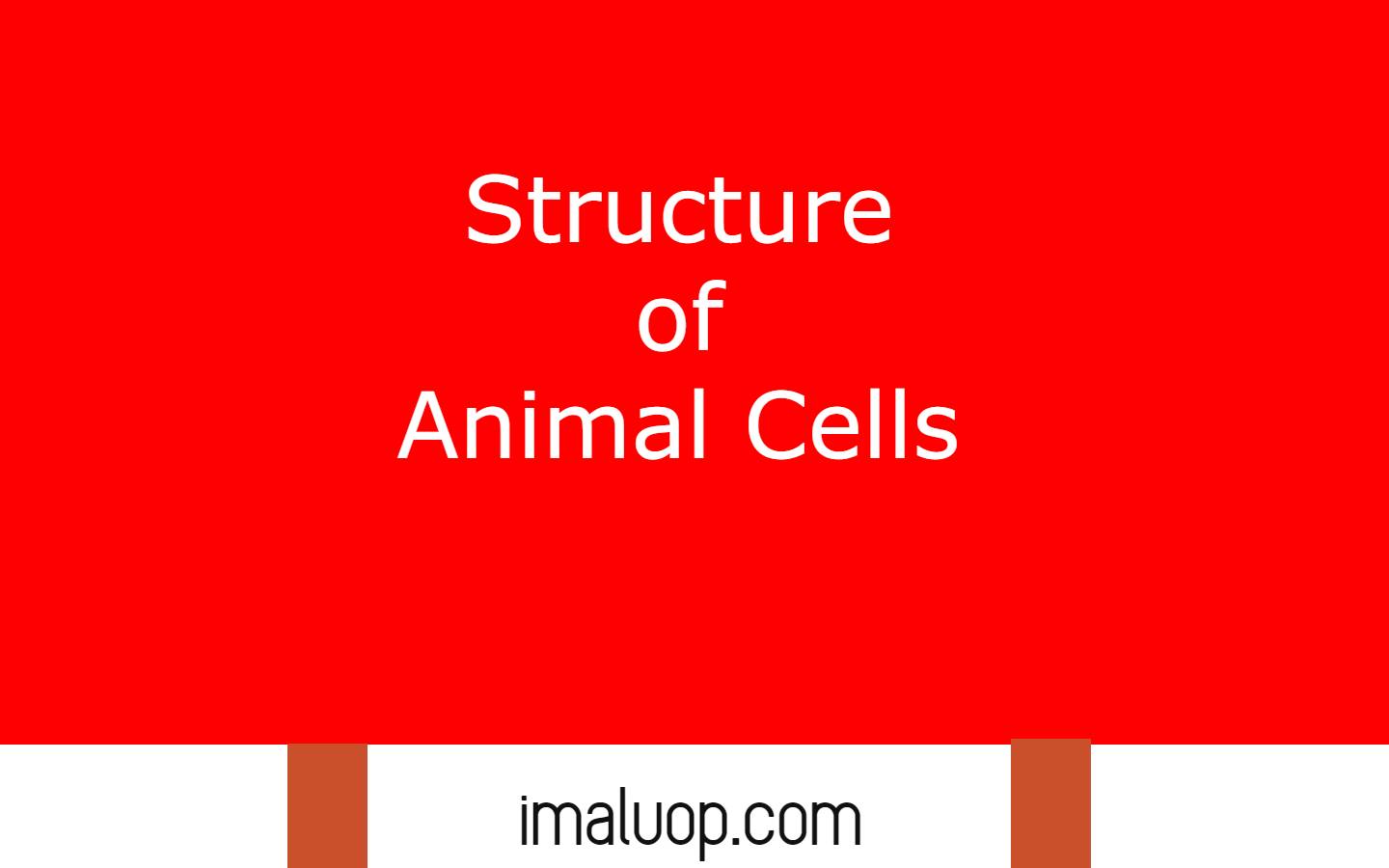 Structure of Animal Cells