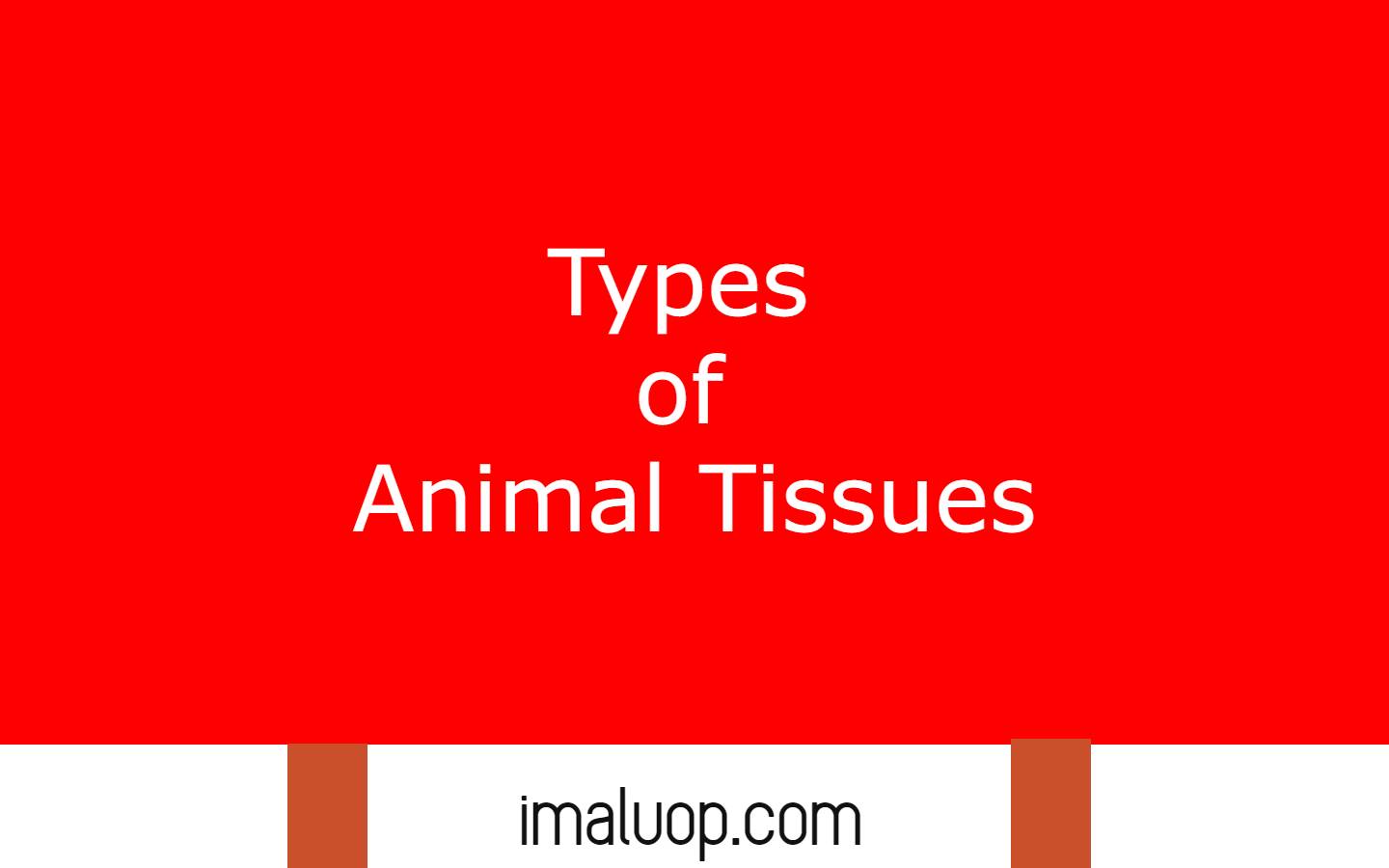 Types of Animal Tissues