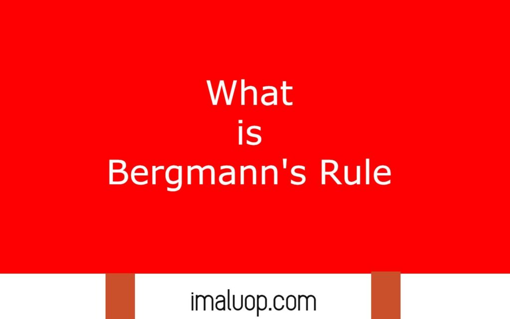 What is Bergmann's Rule