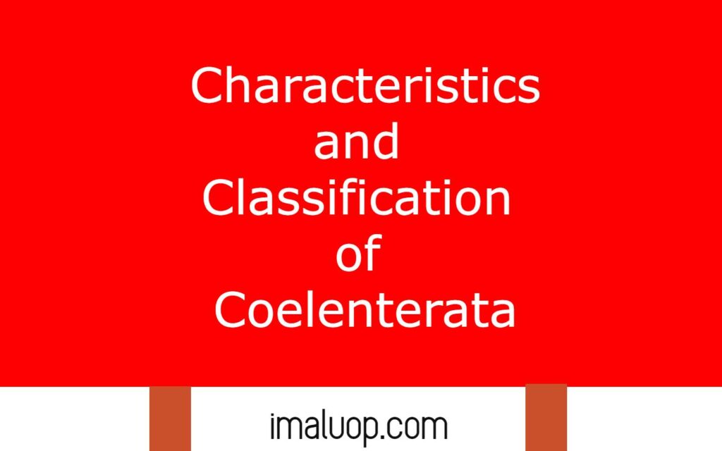 Characteristics and Classification of Coelenterata