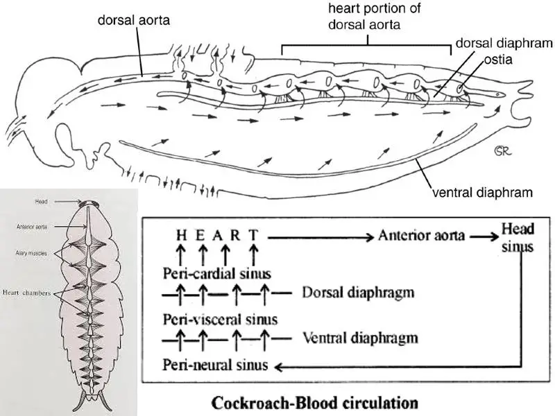 Circulatory Respiratory Excretory System of Cockroach
