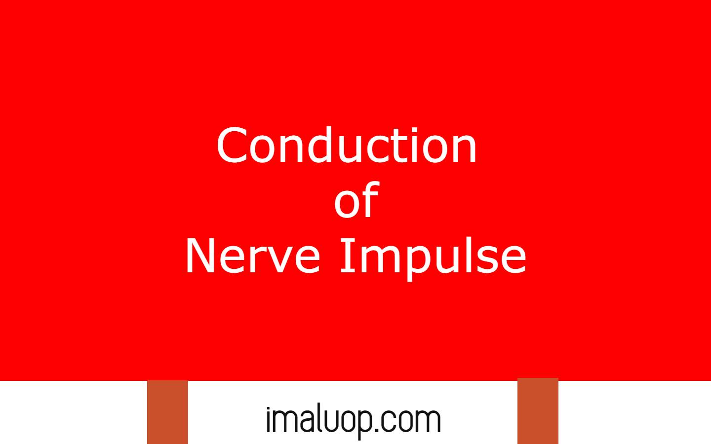Conduction of Nerve Impulse