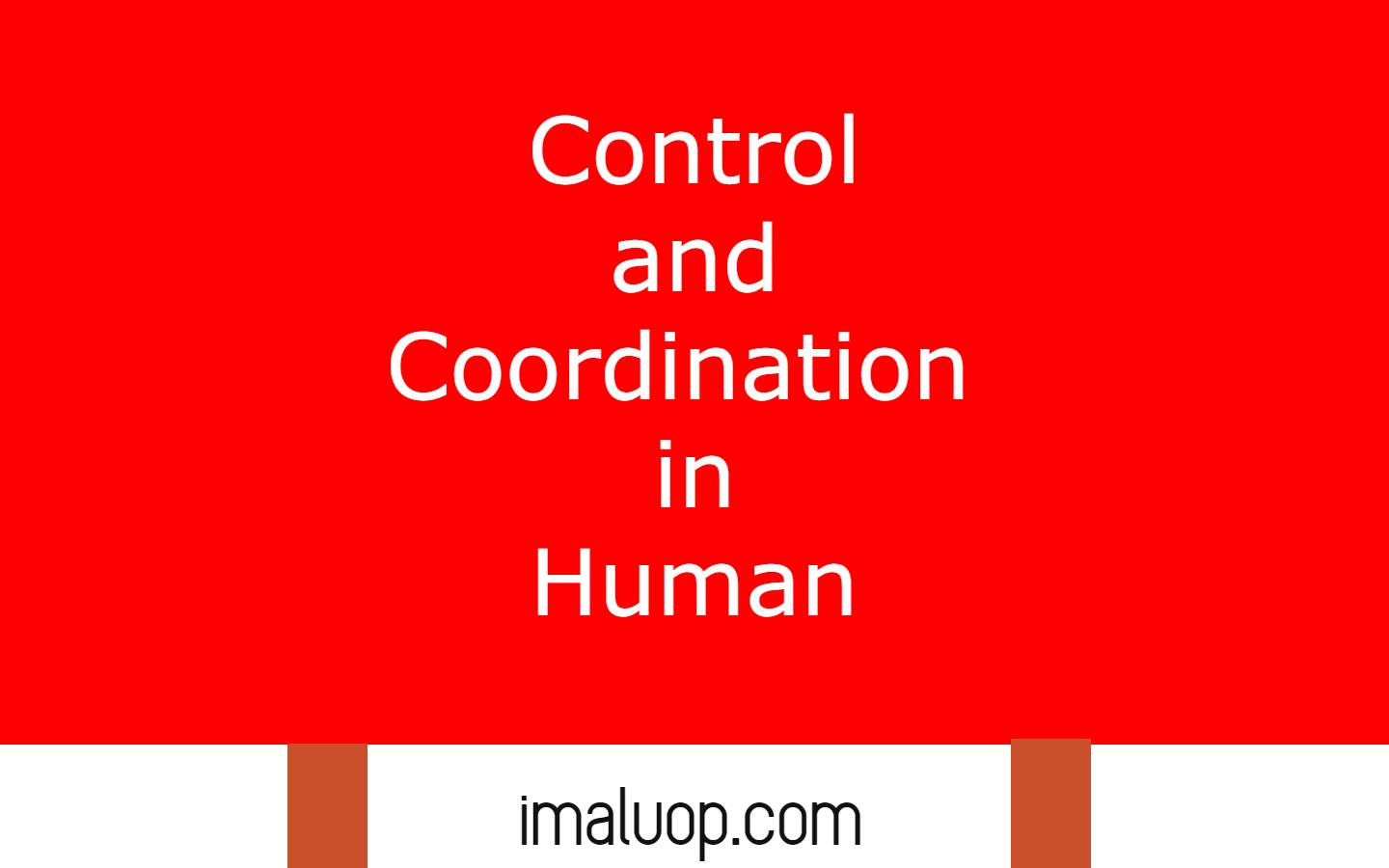 Control and Coordination in Human
