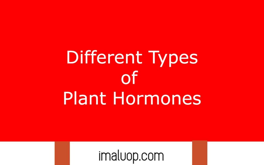 Different Types of Plant Hormones