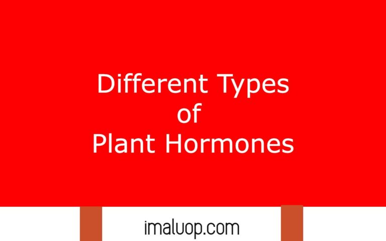 What Are The Different Kinds Of Plant Hormones