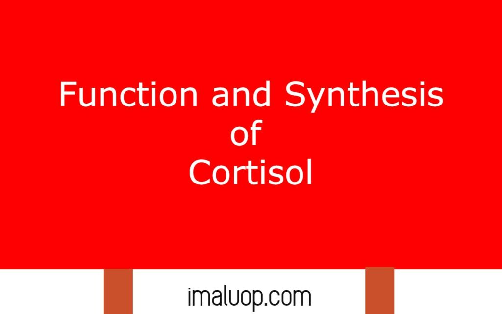 Function and Synthesis of Cortisol