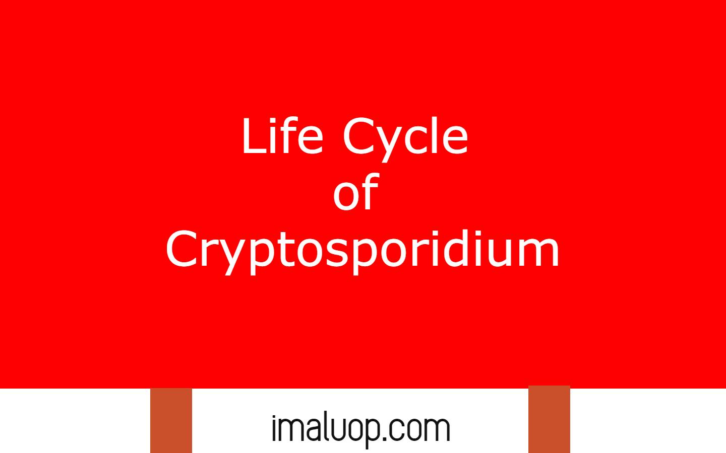 Life Cycle of Cryptosporidium