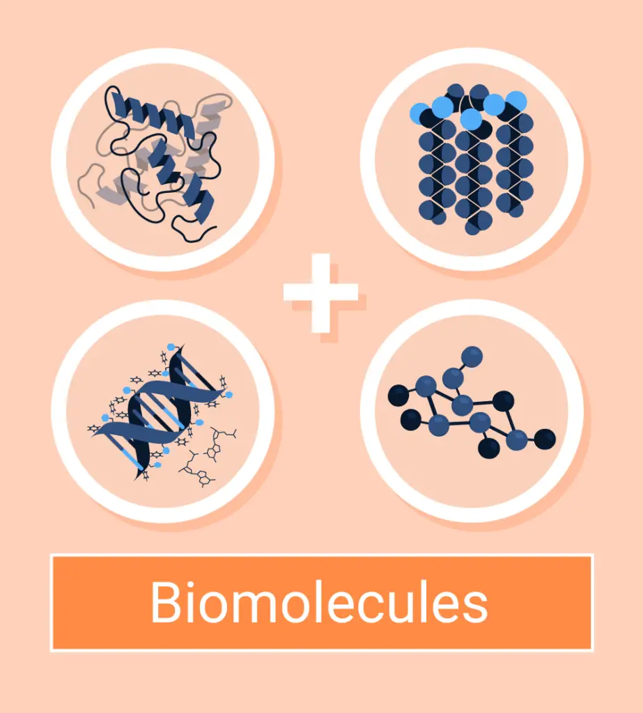 biomolecules and their types