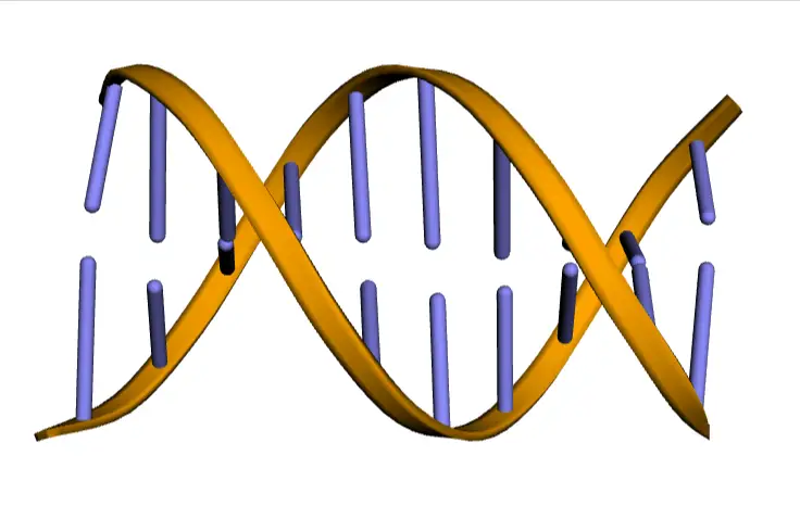 Structure of Nucleic Acid