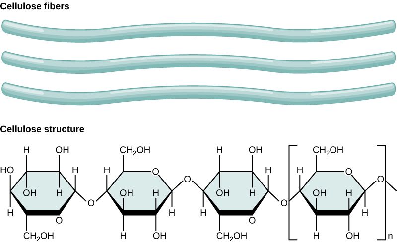 Types and Examples of Carbohydrates structure of starch